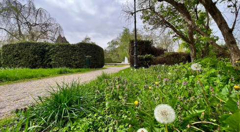 Kosić trawniki czy nie? - grafika