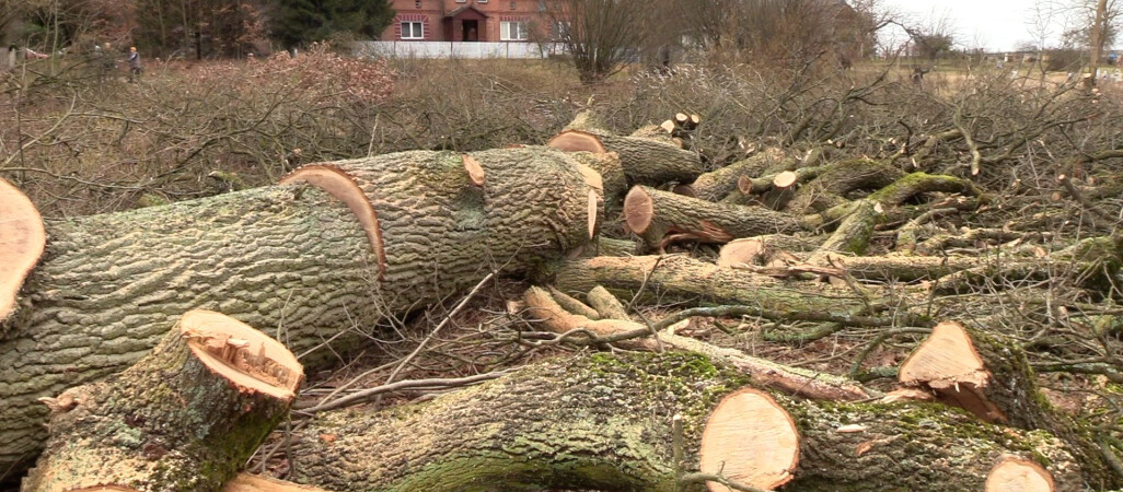 Proboszcz nie zapłaci kary za wycięcie starych dębów
