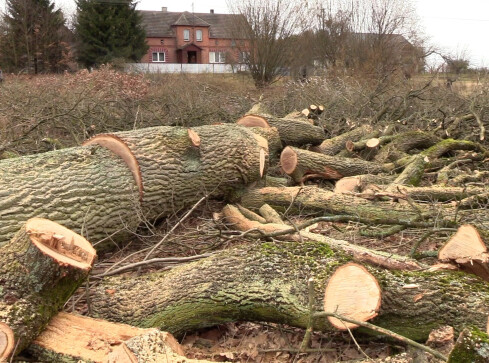 Proboszcz nie zapłaci kary za wycięcie starych dębów - grafika