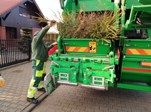 Co zrobić po świętach z żywą choinką? Podpowiadamy [harmonogram  - grafika