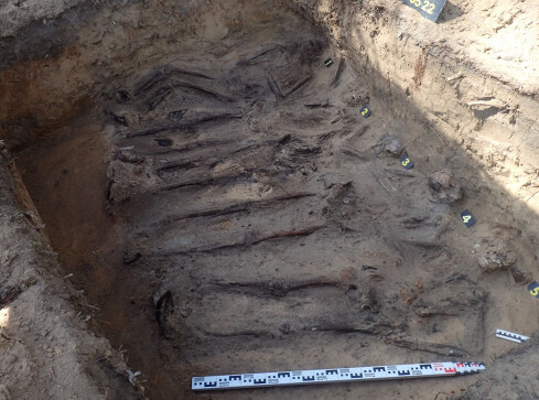 Szczątki 5 Niemców w mogile. Byli to cywile i żołnierze  - grafika