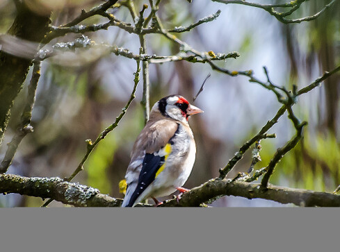 W obiektywie: Pierzaste z Doliny Noteci - grafika