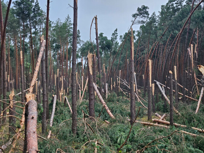 Zakaz wstępu do lasu między Piłą a Dobrzycą - grafika