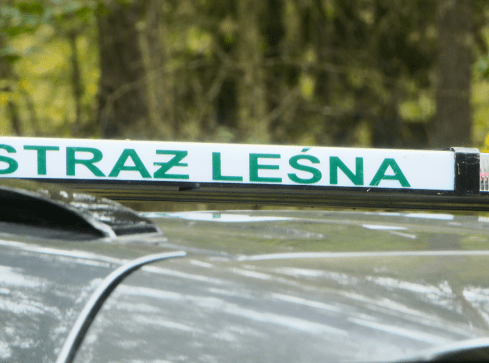 Fotopułapki na straży zasobów leśnych - grafika