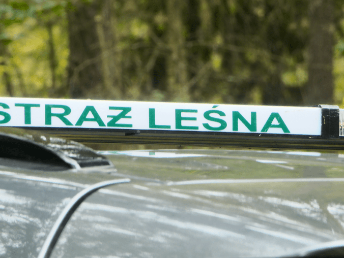 Fotopułapki na straży zasobów leśnych - grafika