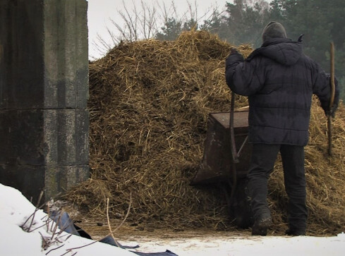 Czyszczą stajnię... za jedzenie. Brakuje im ciepłych ubrań  - grafika