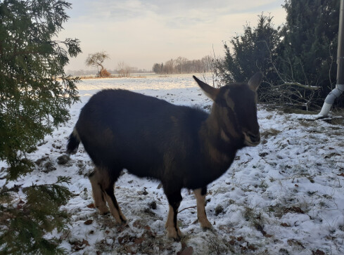 Przepraszam, czy ja byłam z kozą? - grafika