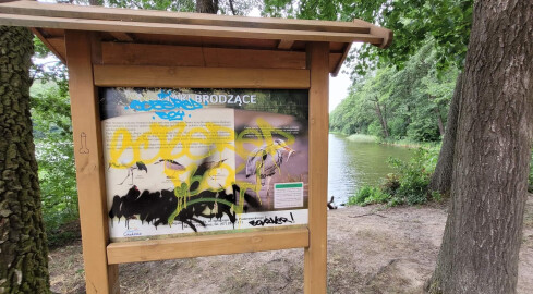 Burmistrz Chodzieży wyznacza nagrodę za wskazanie wandala  - grafika