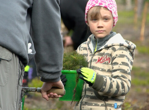 Chodzieskie przedszkolaki sadziły las - grafika