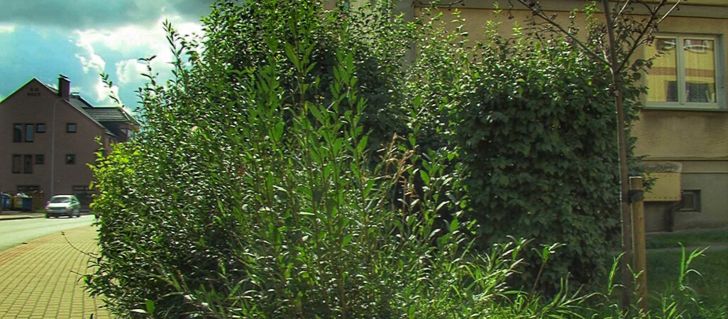 Awantura o przerośnięte krzewy 