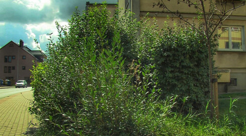 Awantura o przerośnięte krzewy  - grafika