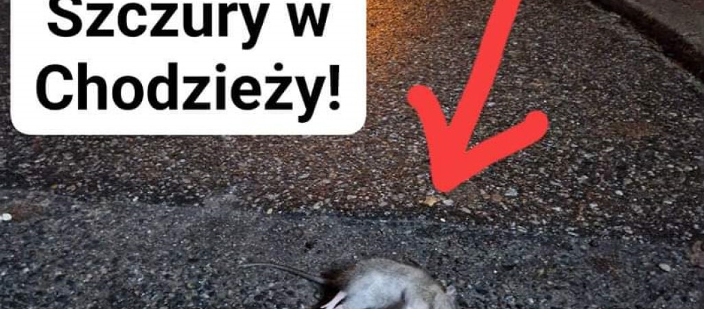 Szczurzy problem w Chodzieży? 