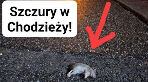 Szczurzy problem w Chodzieży?  - grafika