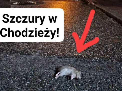 Szczurzy problem w Chodzieży?  - grafika