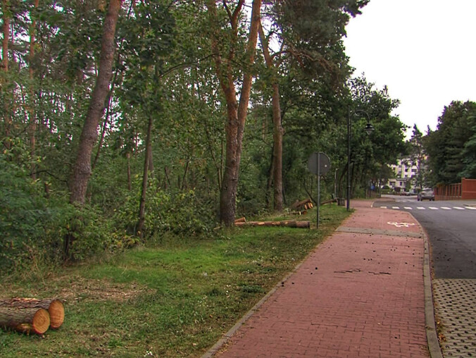 Sosny przy cmentarzu trafią pod topór - grafika