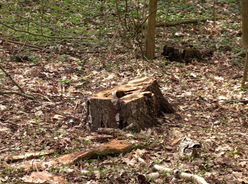 Kolejne drzewa trafiły pod topór - grafika