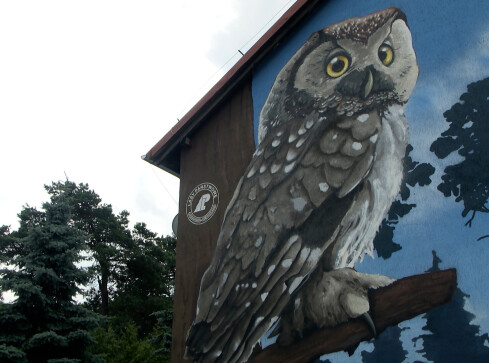 Leśny mural w Jastrowiu - grafika