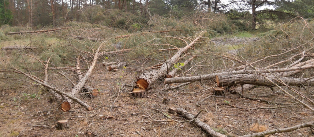 Przez błąd urzędnika wycięto niewłaściwy fragment lasu