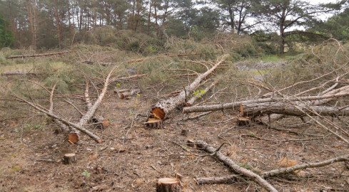 Przez błąd urzędnika wycięto niewłaściwy fragment lasu - grafika