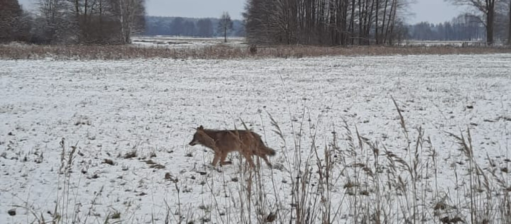 Wilki coraz bliżej gospodarstw?