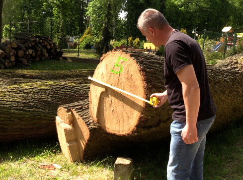Ponad 400-letni dąb w Lubaszu poszedł pod topór - grafika