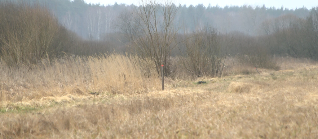 Okoneckie łąki rajem dla ornitologów