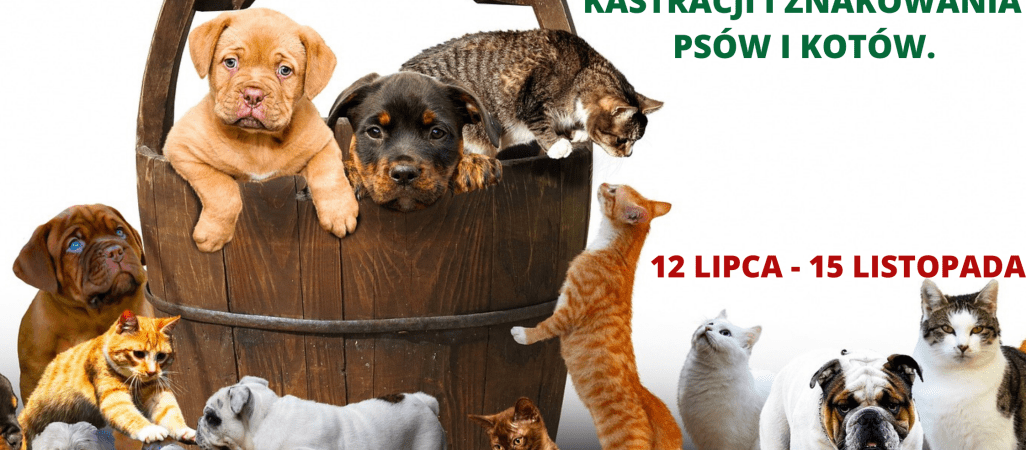 Dopłaty do kastracji, sterylizacji oraz znakowania psów i kotów. Od dziś można składać wnioski