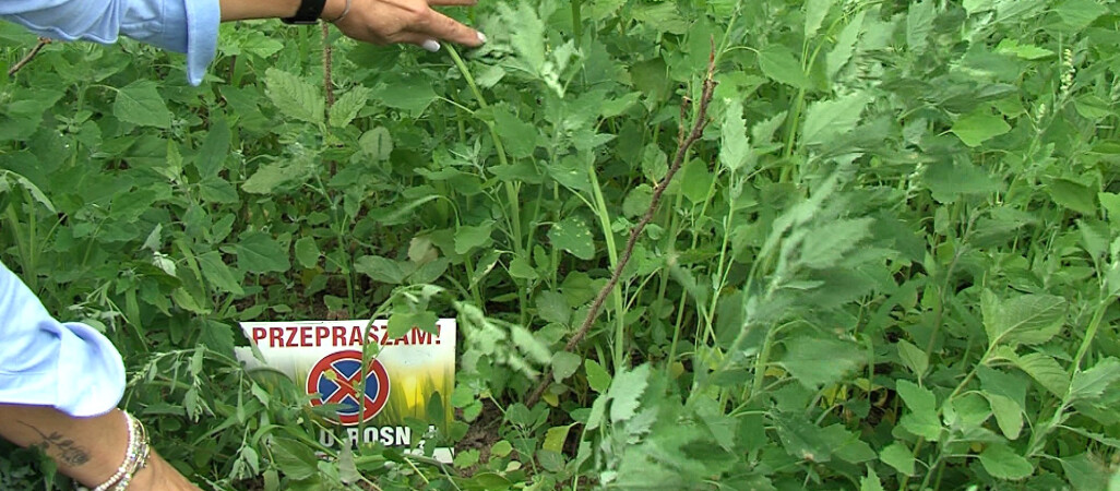 Świeżo posadzone drzewka zarastają chwastami