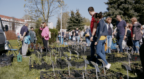Ogrodnicze święto na pilskiej Wyspie - grafika
