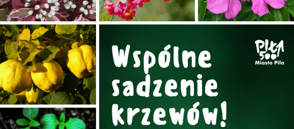 Wielkie sadzenie na Koszycach