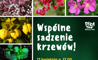 Wielkie sadzenie na Koszycach