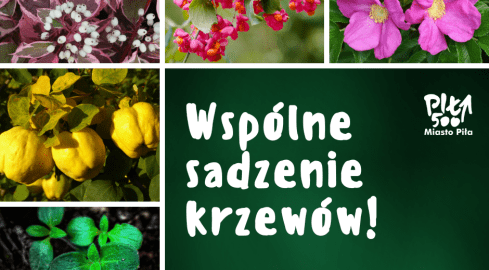 Wielkie sadzenie na Koszycach - grafika
