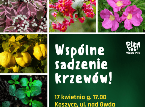 Wielkie sadzenie na Koszycach - grafika