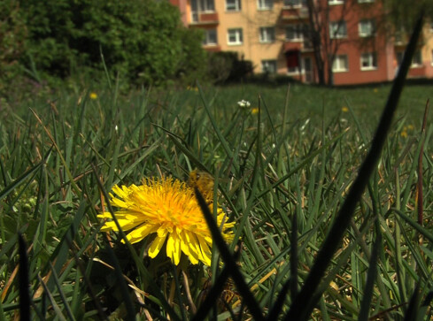 Zieloni apelują do prezydenta o niekoszenie trawników - grafika