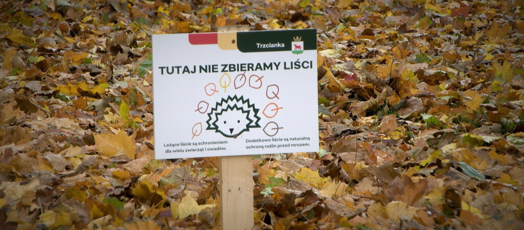 Jeże pod specjalną ochroną 