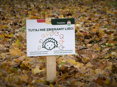 Jeże pod specjalną ochroną  - grafika