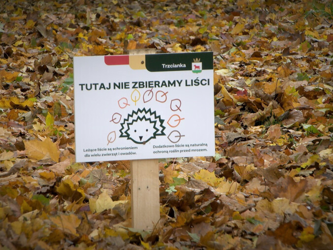 Jeże pod specjalną ochroną  - grafika