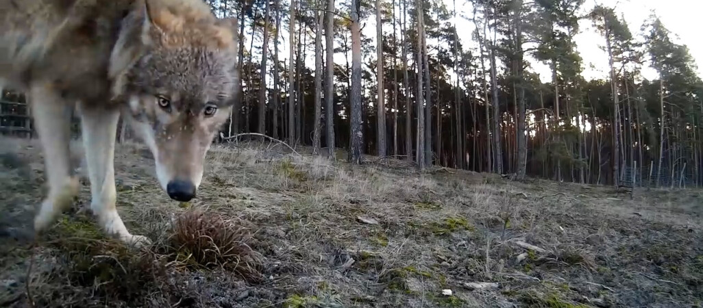 Wilk na ulicach Trzcianki