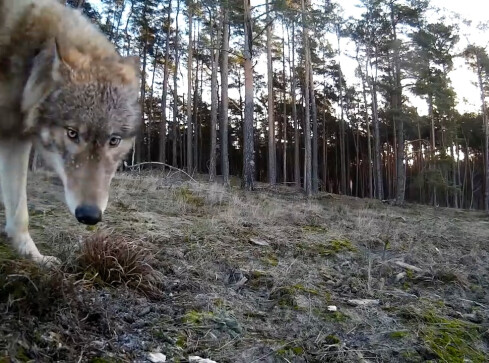 Wilk na ulicach Trzcianki - grafika