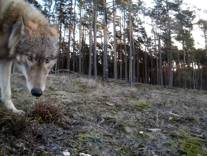 Wilk na ulicach Trzcianki - grafika