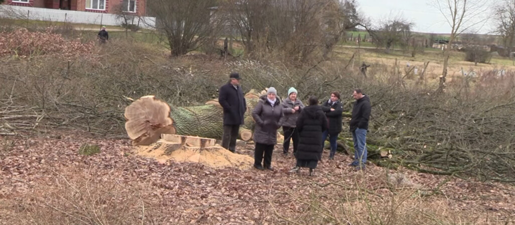 Ksiądz wyciął stare dęby. Wracamy do sprawy 