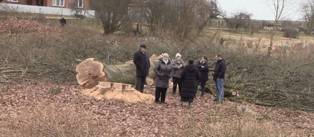 Ksiądz wyciął stare dęby. Wracamy do sprawy 