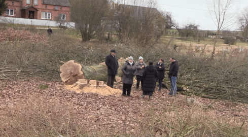 Ksiądz wyciął stare dęby. Wracamy do sprawy  - grafika