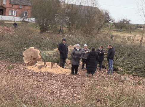 Ksiądz wyciął stare dęby. Wracamy do sprawy  - grafika