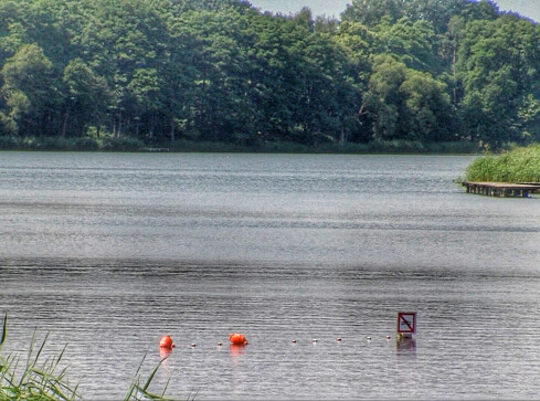 Sinice w Złotowie. Nad jeziorem Zaleskim to chleb powszedni  - grafika