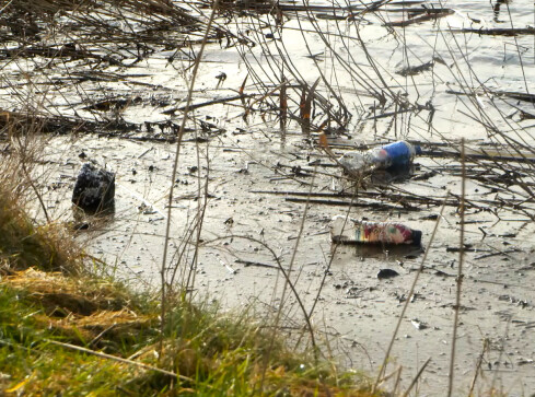 Jezioro Miejskie przy brzegu przypomina wysypisko śmieci  - grafika