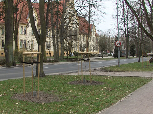 Lipy niezgody w Złotowie?  - grafika