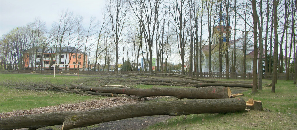 Wycięto cztery zdrowe dęby. Przez pomyłkę...
