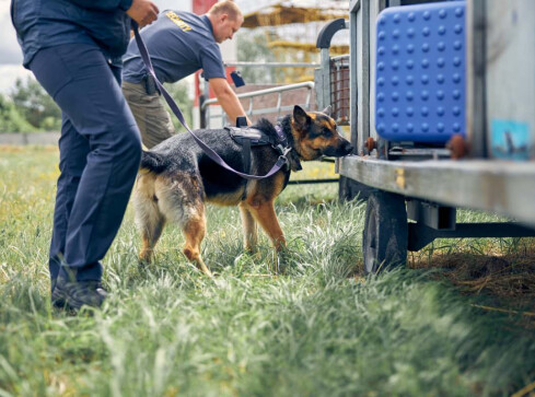 Ile wyniesie psia emerytura po służbie? Znamy stawki  - grafika