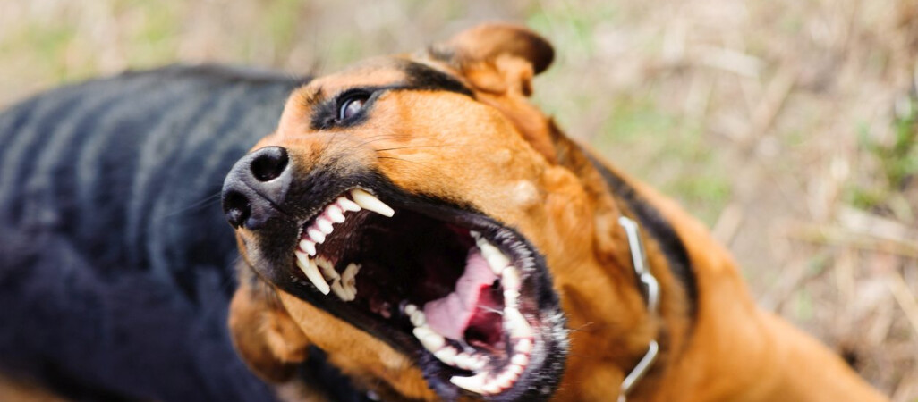 Psycholog psów wyjaśnia, jak bronić się przed atakiem agresywnego czworonoga